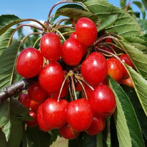 Čerešňa vtáčia (Prunus avium) ´VEGA´- stredne skorá 160-200 cm, voľnokorenná